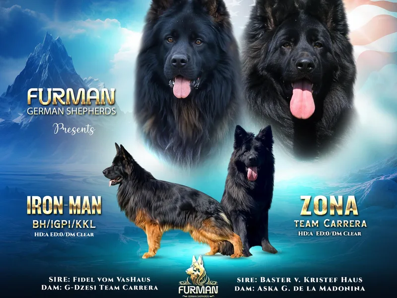 Furman German Shepherds photo 1