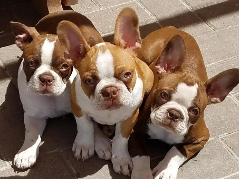 Furrever Boston Terriers