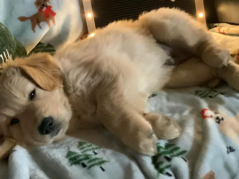 Furrever Goldens