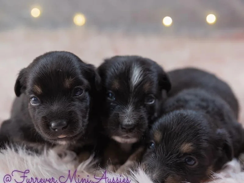 Furrever.Mini.Aussies.llc
