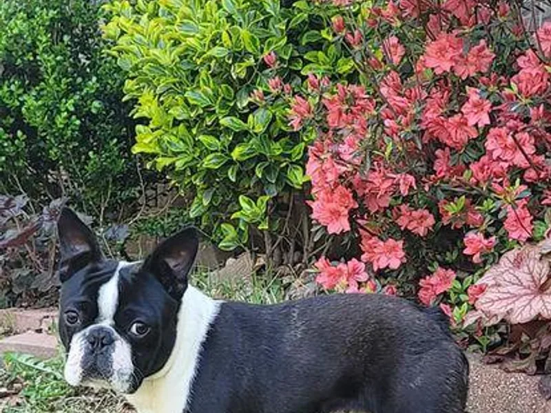 Furrhill's Boston Terriers