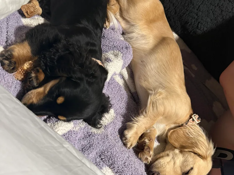 Furry Friends Kennel