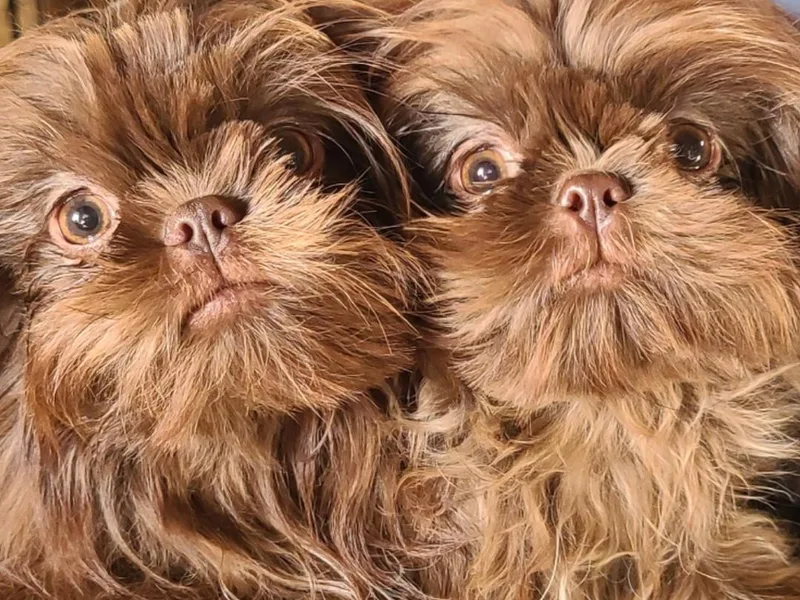 FurryTails Shih-tzu