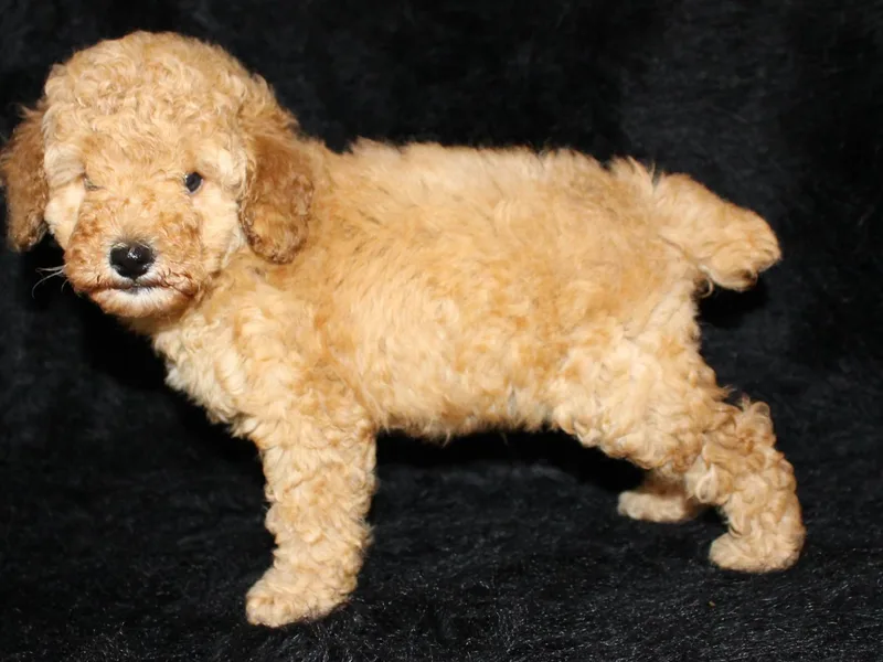 Furst Class Puppies photo 1