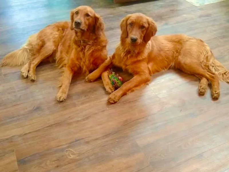 Future Hope Goldens