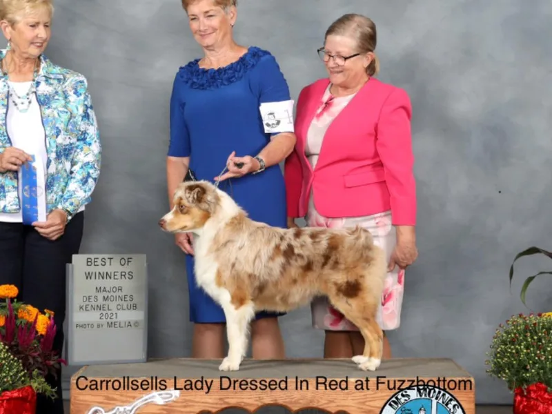 Fuzzbottom Miniature American Shepherd