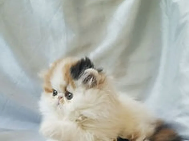 Fuzztales Persians and Exotics