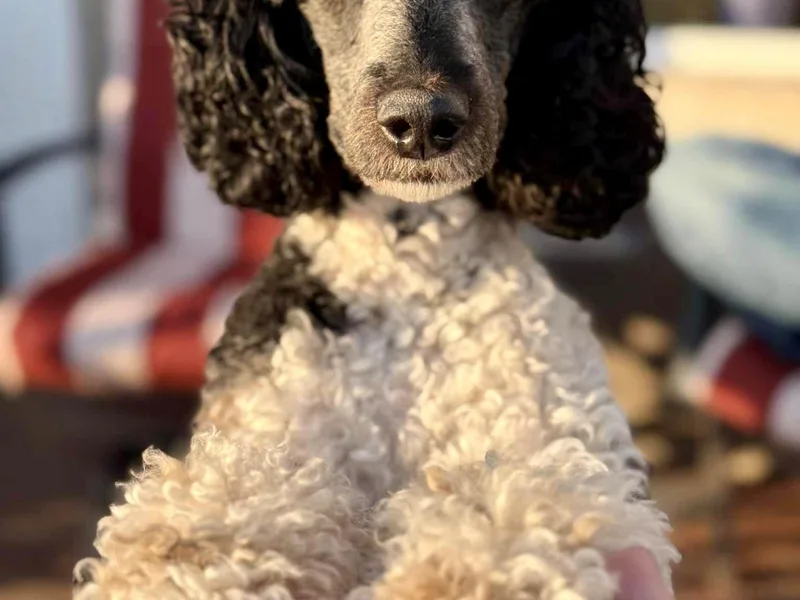 Fuzzybottoms Ranch LLC