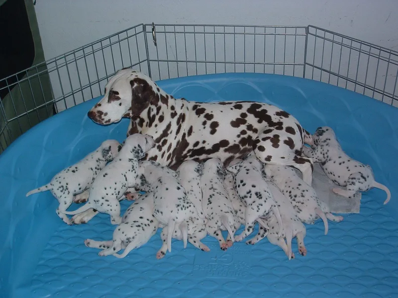 Fyrehouse Dalmatians
