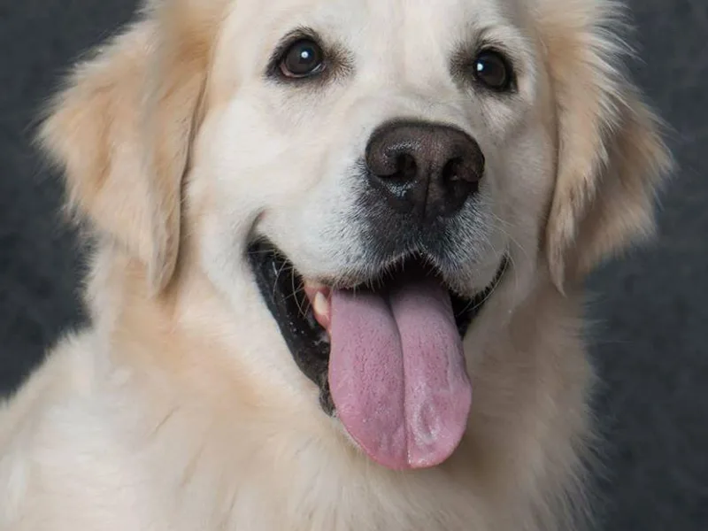 G &amp; G Goldens
