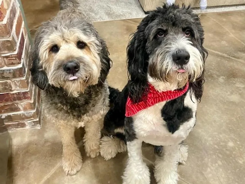 G&amp;G’s Bernedoodles