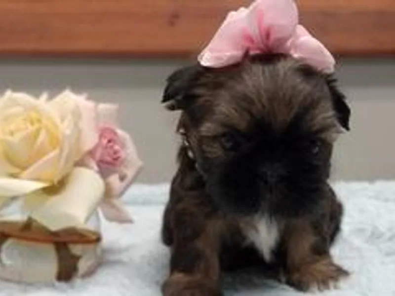 G&amp;G Shih Tzu World