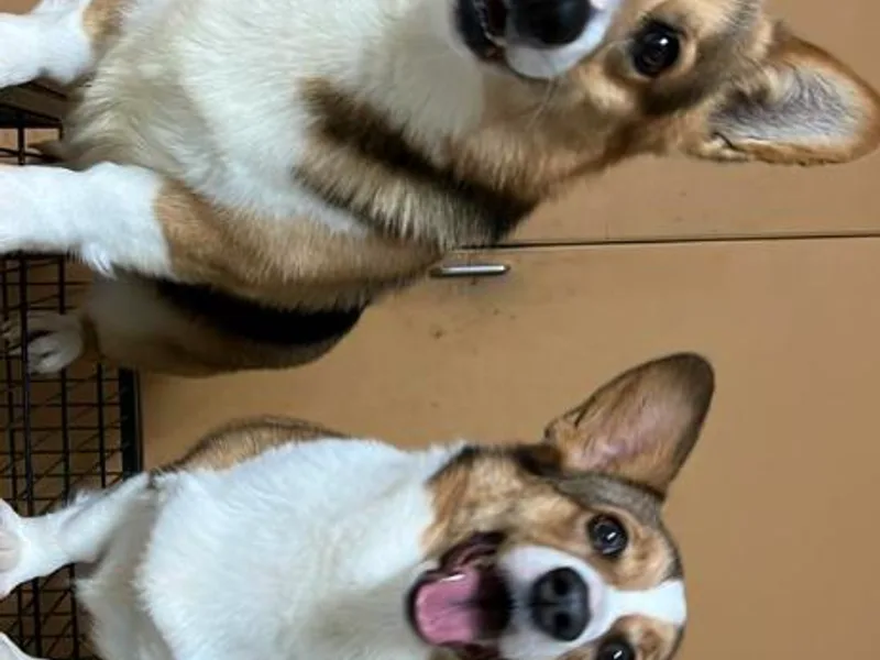 G &amp; H Corgis photo 1