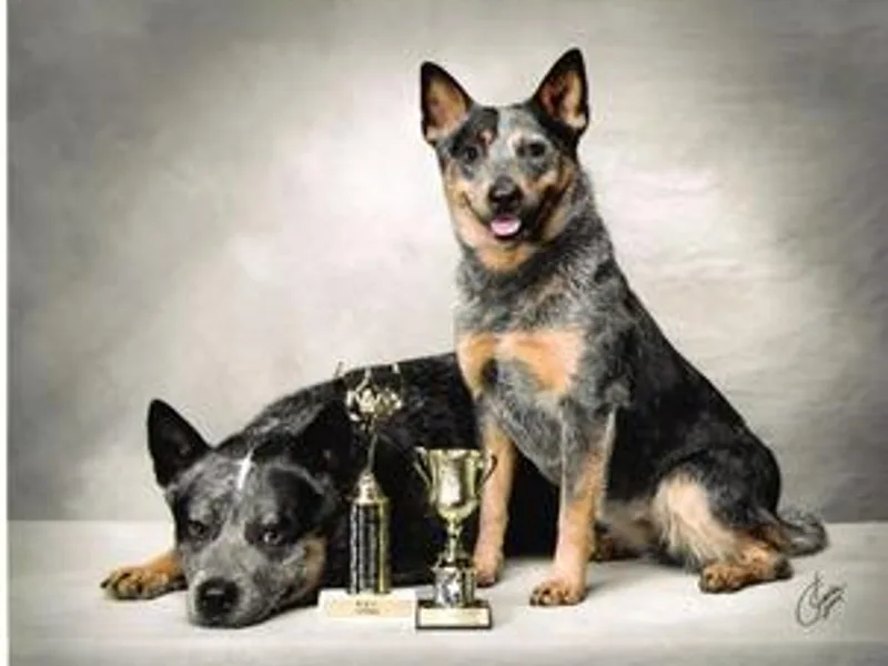 G'day Mates Cattle Dogs