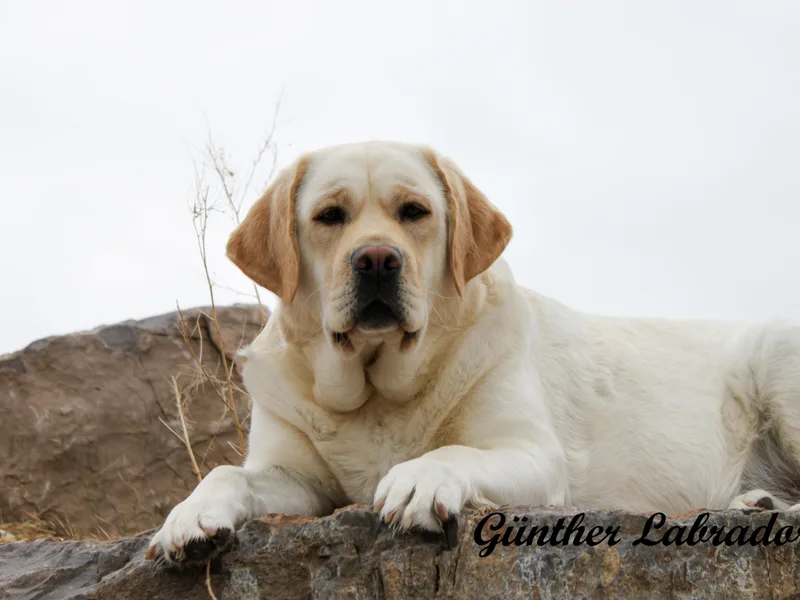 Günther Labradors