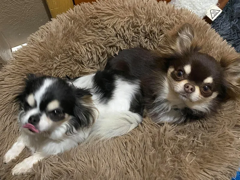 G's Chihuahuas