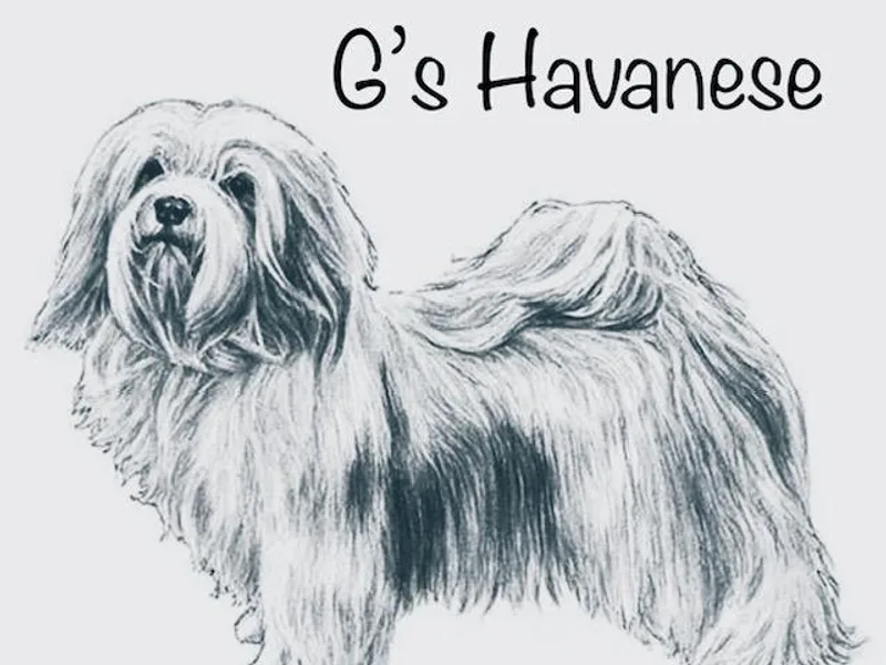 G's Havanese