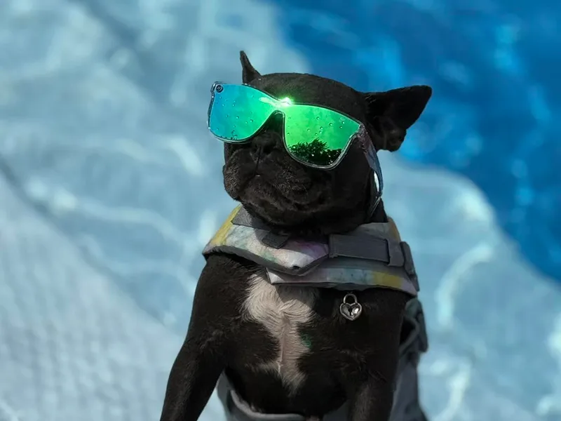 G’sBulldog Buddies