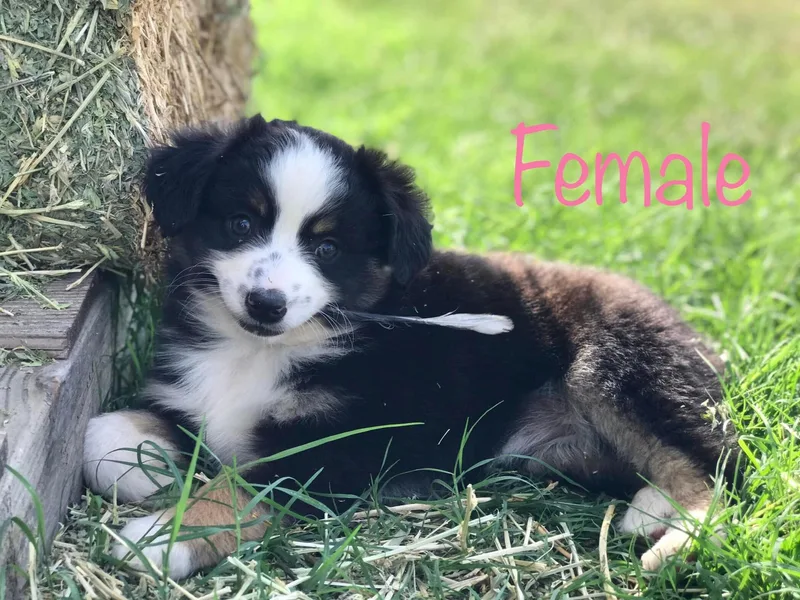 G5 Mini Aussies photo 1