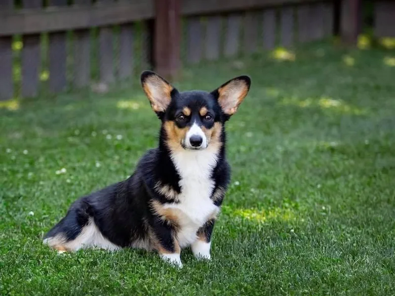 Gabel’s Corgi’s