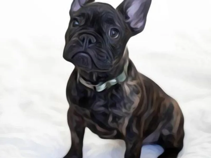 Gable the Frenchie photo 1