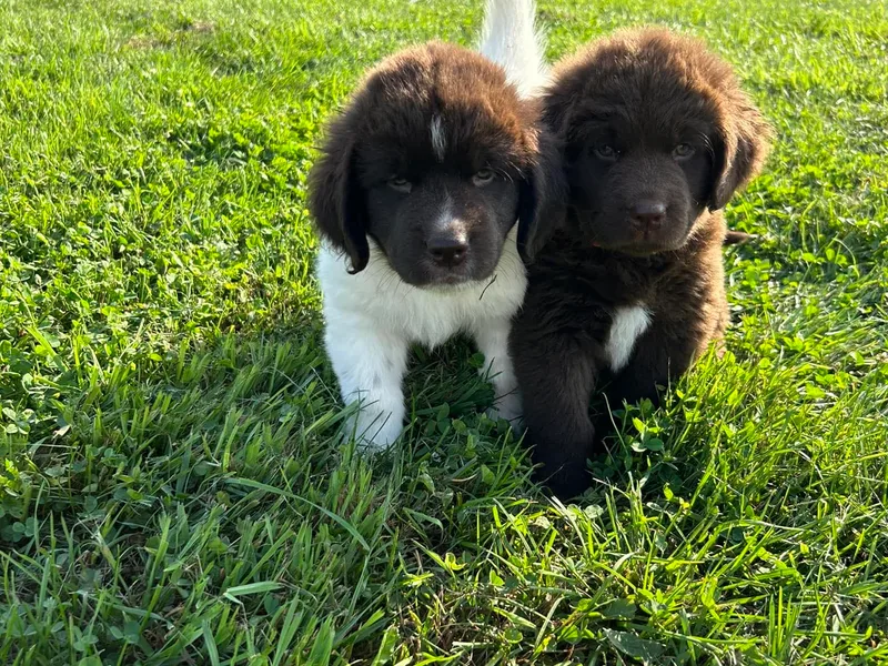 Gables Homegrown Pawprints