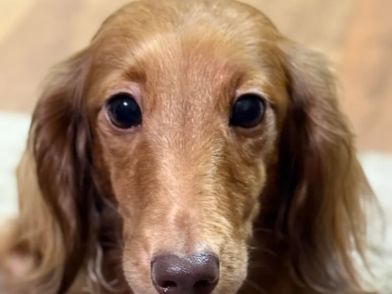 Gabriela's Dachshunds