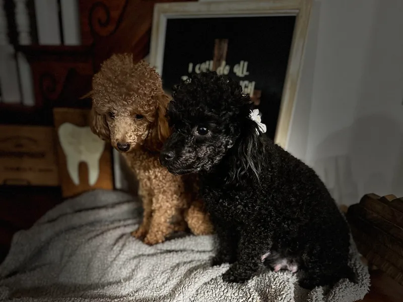 Gabrielle’s AKC Toy Poodles