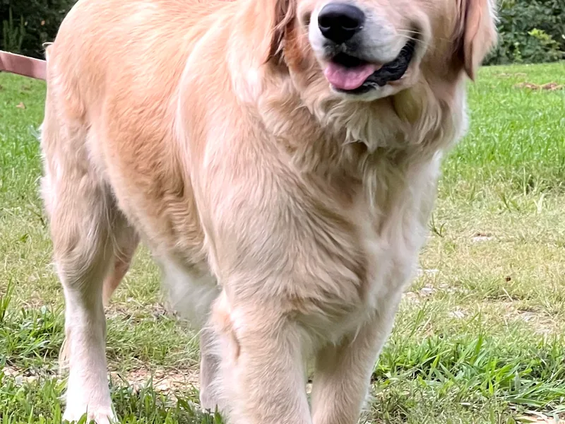 Gaddis Golden Retrievers