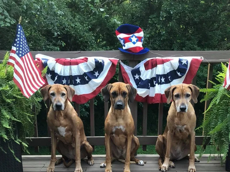 Gadico Rhodesian Ridgebacks