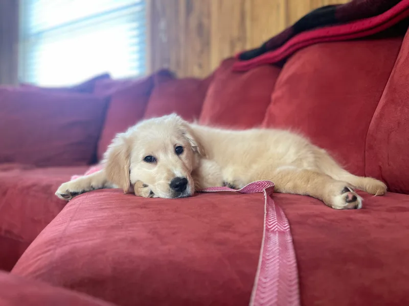 Gahns Great Goldens