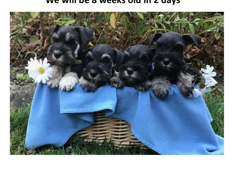 Gail Holzman's Miniature Schnauzers