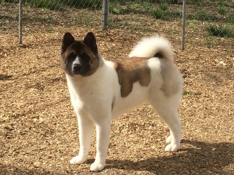 Gail's Akitas