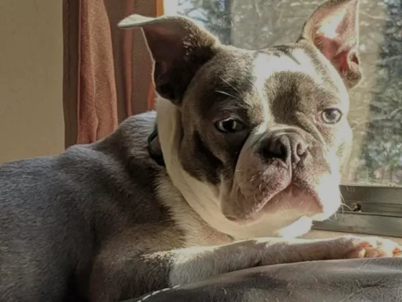 Gail's Boston Terriers photo 1