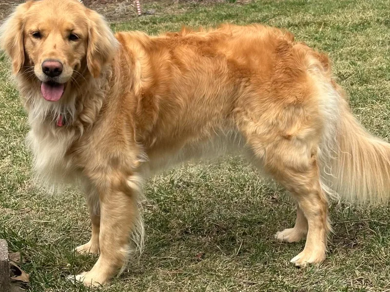 Gail’s Goldens