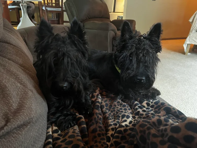 Gail's Scottish Terriers