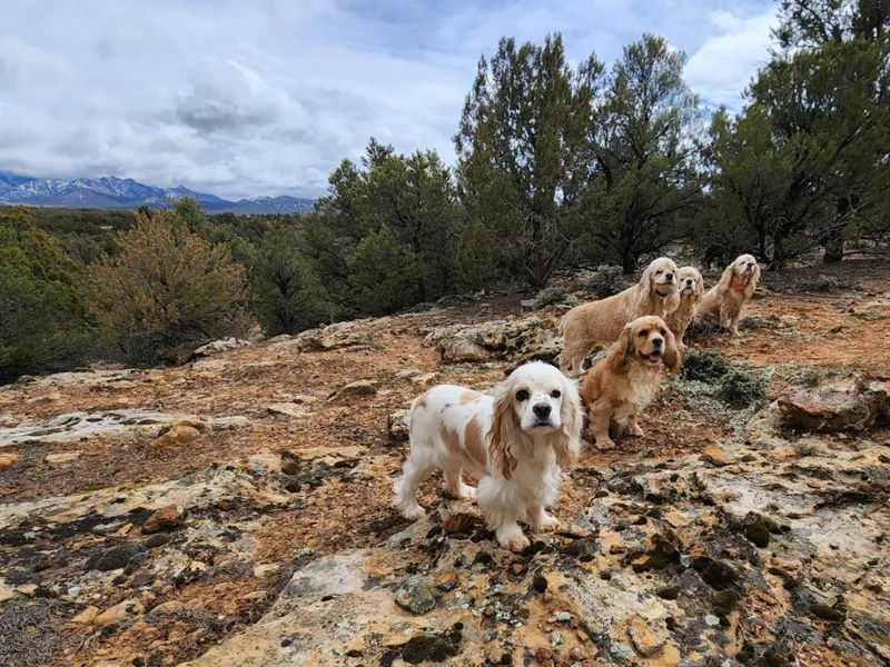 Gail Workman's Cocker Spaniels