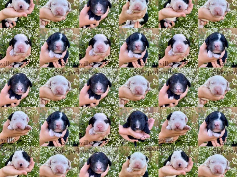 Gainesville Sheepadoodles