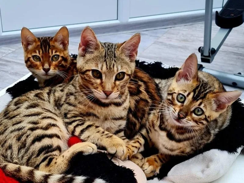 galabengalsss photo 1