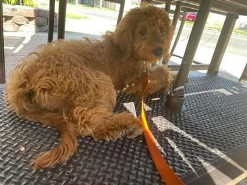 Galactic Love puppies