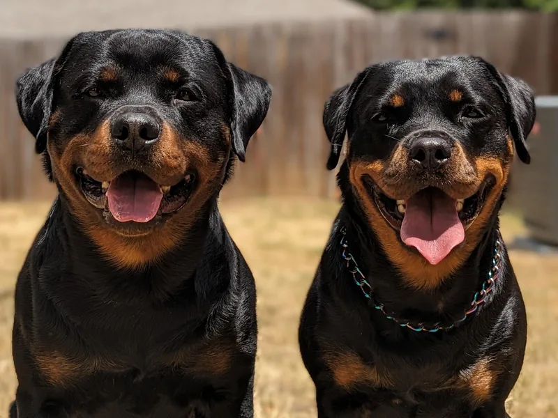 Galaxia Rottweilers photo 1