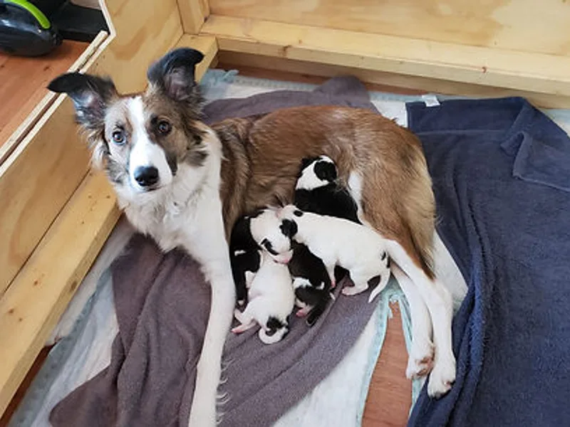 Galaxy Border Collies
