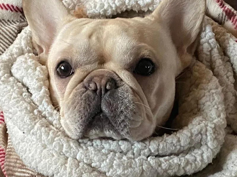 Galaxy Boxers &amp; French Bulldogs