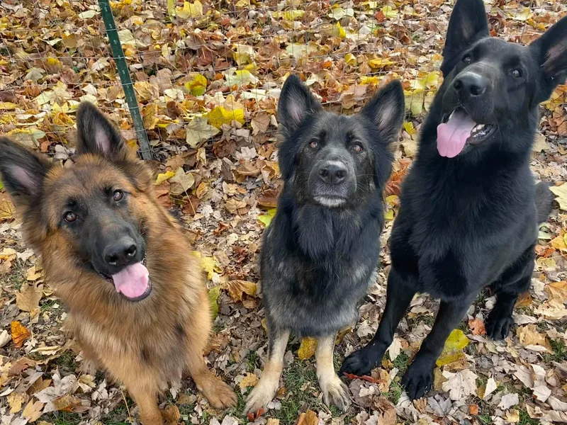 Galaxy German Shepherds