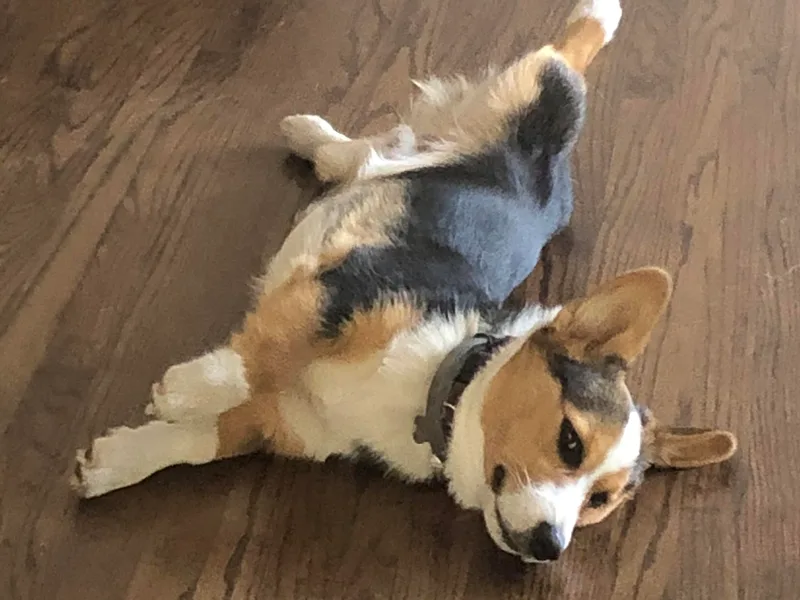 Galaxy of Corgi
