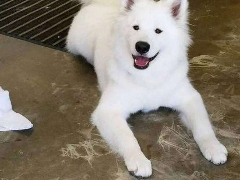 Galaxy Samoyeds photo 1
