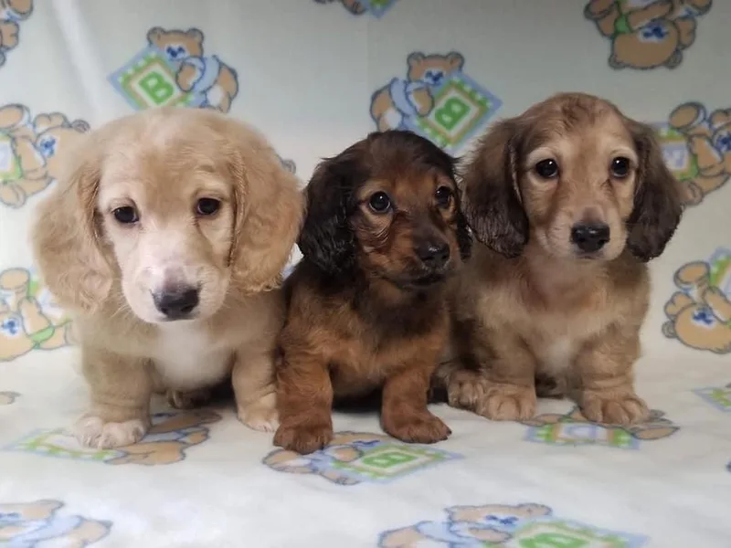 Gale’s Gorgeous Dachshunds