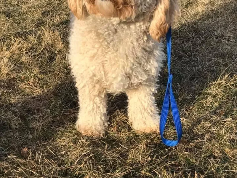 Galena Goldendoodles