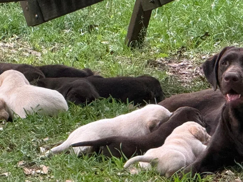 Gales Creek Labrador Retrievers