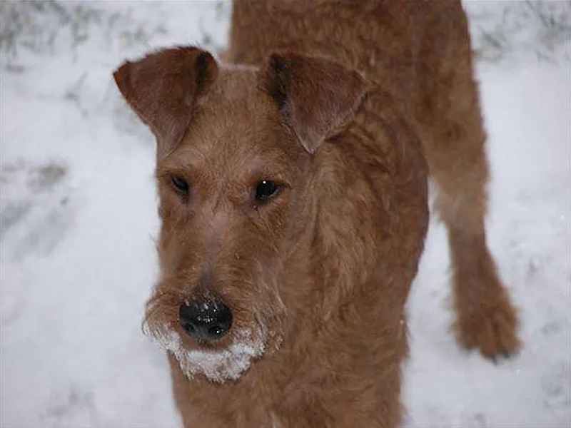 Galeway Irish Terriers